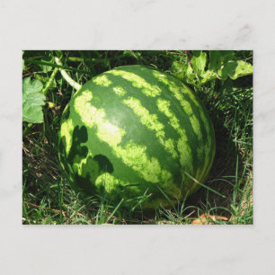 Carte Postale Little Watermelon