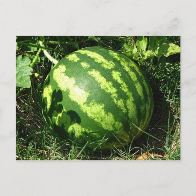 Carte Postale Little Watermelon (Devant)