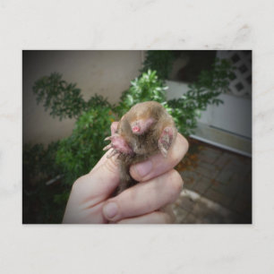 Carte Postale Live mole in hand smiling.jpg