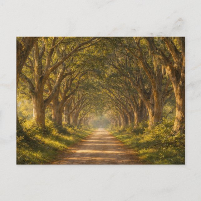 Carte Postale Live Oak Path | Landscape | Postcard (Devant)