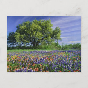 Carte Postale Live Oak & Texas Paintbrush et Texas