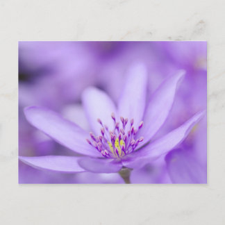 Carte Postale Liverleaf