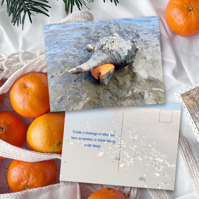 Carte Postale Living Horse Conch Florida Wildlife Photography (Créateur téléchargé)