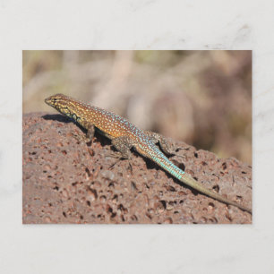 Carte Postale Lizard