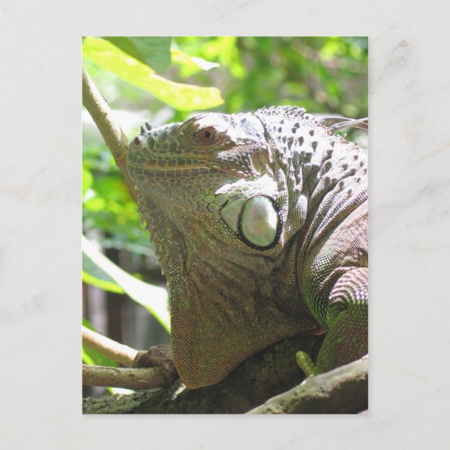 Carte Postale Lizard (Devant)