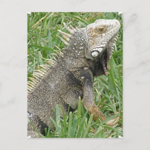 Carte postale Lizard