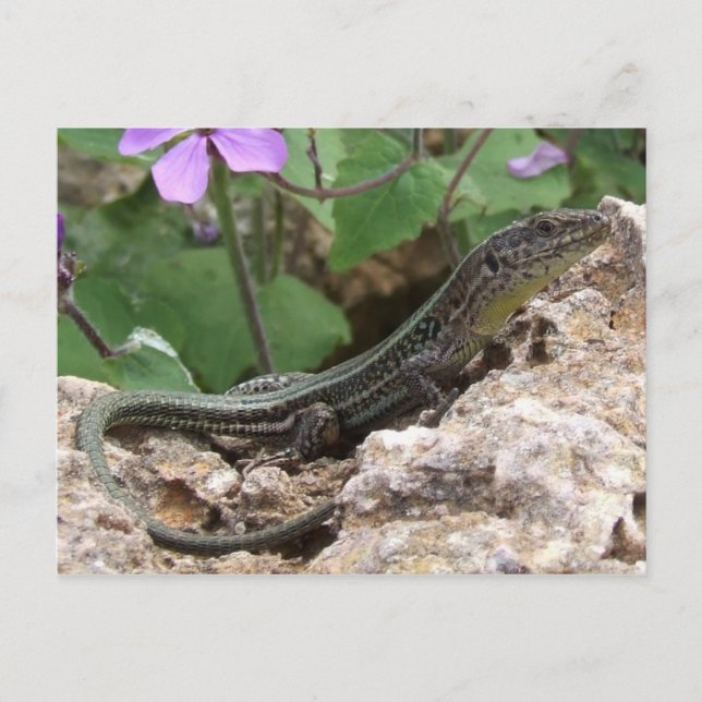 Carte postale Lizard (Devant)