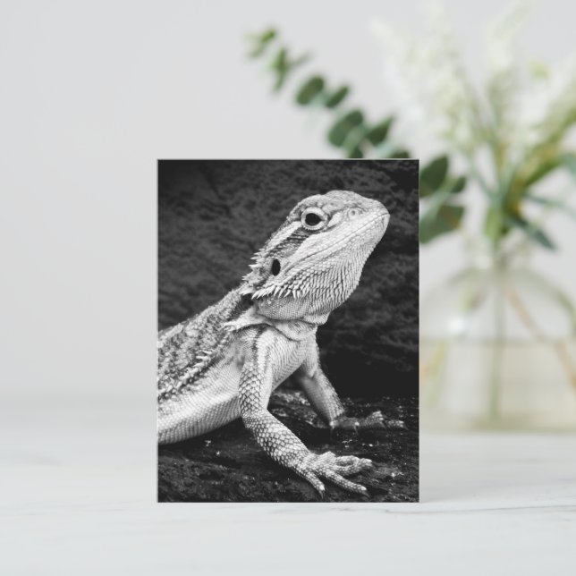 Carte Postale Lizard (Debout devant)