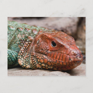 Carte Postale Lizard