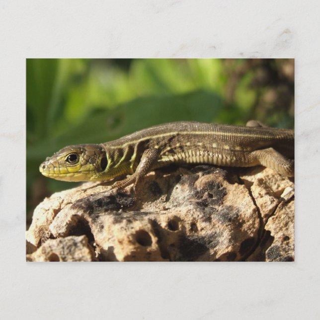 Carte postale Lizard (Devant)