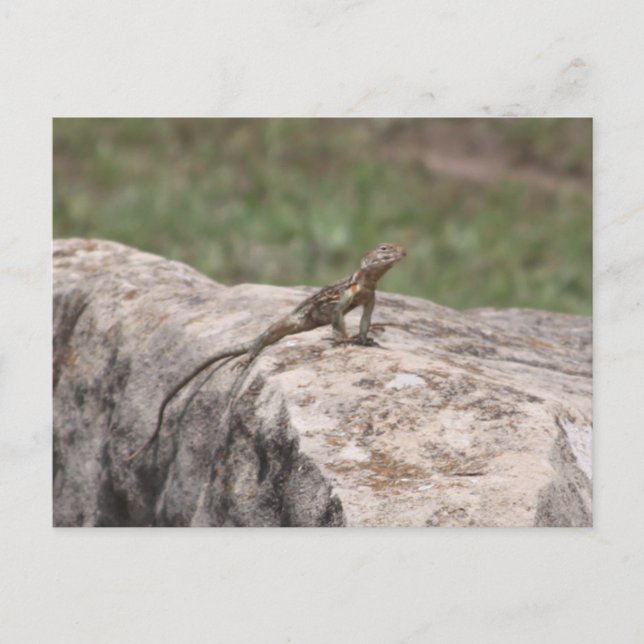 Carte Postale Lizard (Devant)