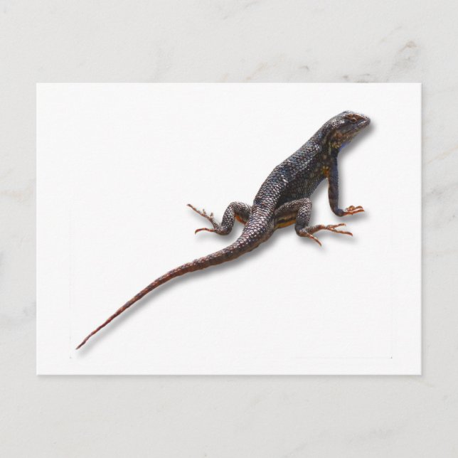 CARTE POSTALE LIZARD (Devant)