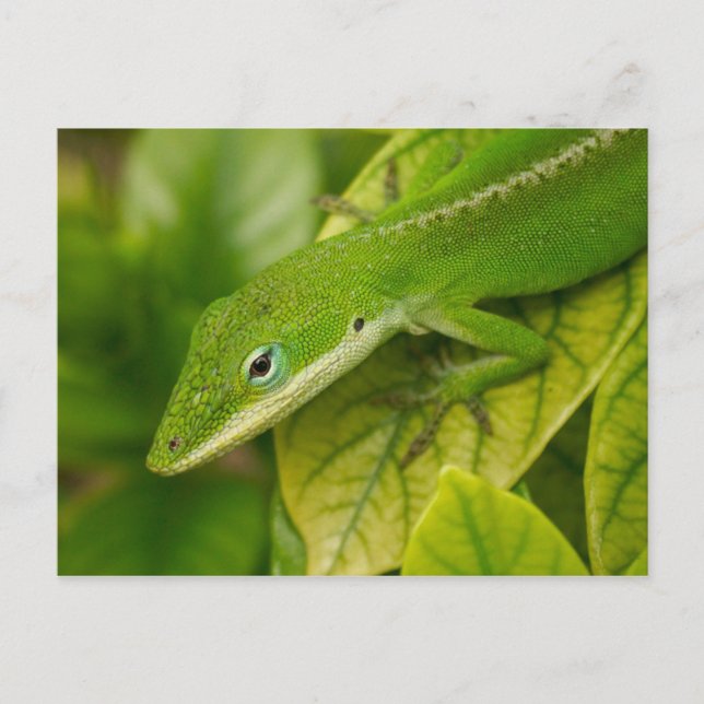 Carte postale Lizard 01 (Devant)