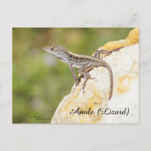 Carte postale Lizard à anolle mou
