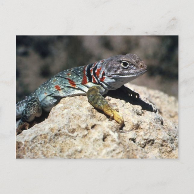 Carte Postale Lizard à collier (Devant)