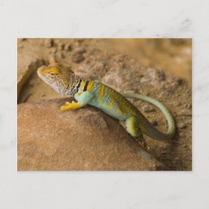 Carte Postale Lizard à collier