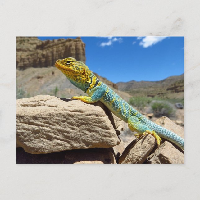 Carte Postale Lizard à collier près de Thompson Springs (Devant)