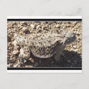 Carte Postale Lizard à cornes