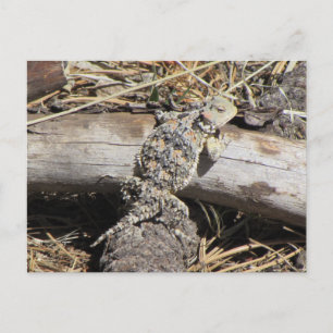 Carte Postale Lizard à cornes
