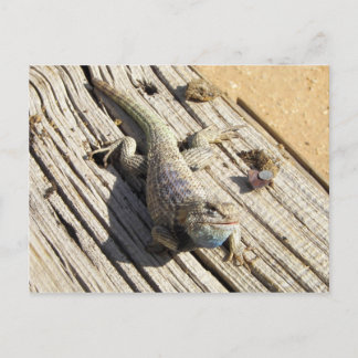 Carte Postale Lizard à épiny du désert