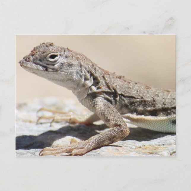 Carte postale Lizard boueux (Devant)
