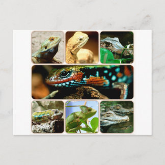 Carte Postale Lizard Collage