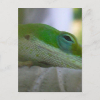 Carte Postale Lizard d'Anole Verte
