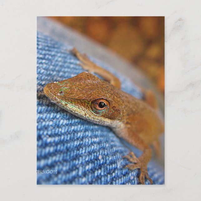 Carte Postale Lizard d'Anole Verte (Devant)