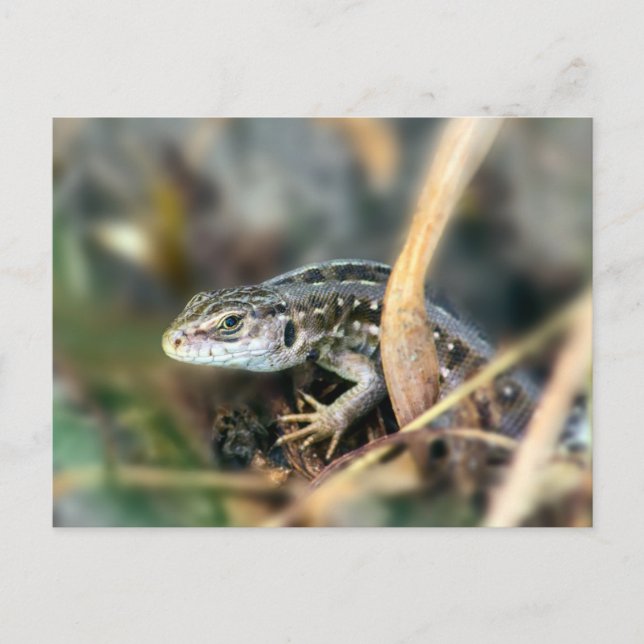 Carte Postale Lizard de sable (Devant)