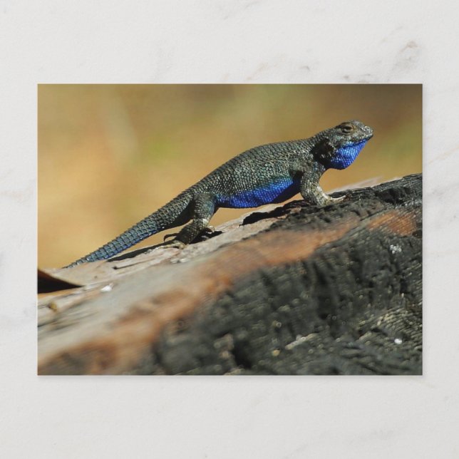 Carte Postale Lizard de ventre bleu (Devant)