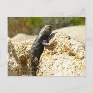 Carte Postale Lizard d'épinette à dos jaune à Joshua Tree