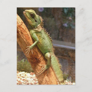 Carte Postale Lizard Escalade a Tree Postcard