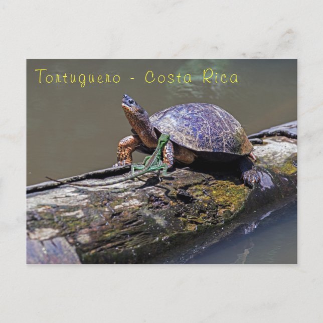 Carte Postale Lizard et tortue des rivières à Tortuguero - Costa (Devant)