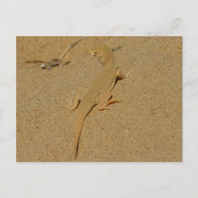 Carte Postale Lizard frange mojave (Devant)
