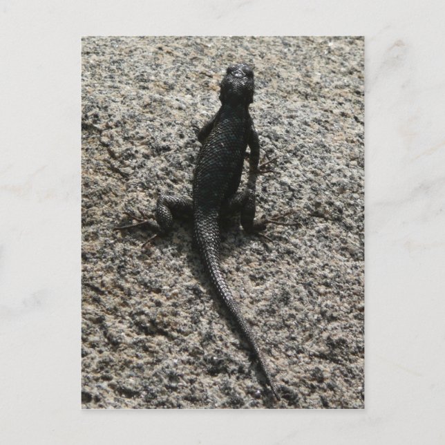 Carte Postale Lizard noir (Devant)