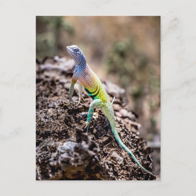 Carte Postale Lizard plus grand (Devant)