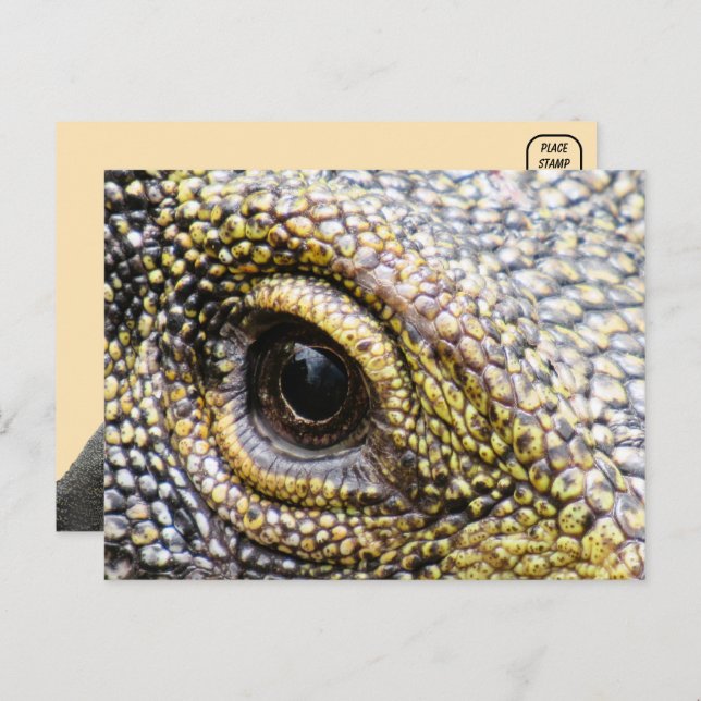 Carte postale Lizard pour moniteur de crocodile (Devant / Derrière)
