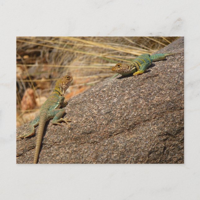 Carte Postale Lizards à colliers occidentaux dans le Colorado (Devant)
