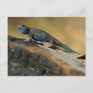 Carte Postale Lizards Bleu Ventre