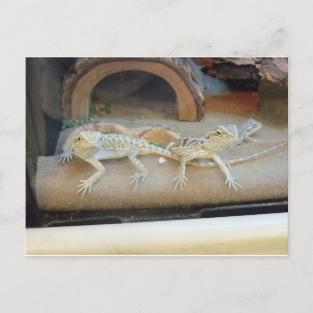 Carte Postale Lizards de magasin pour animaux (Devant)