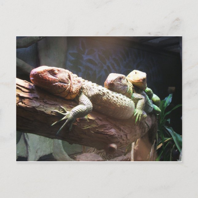 Carte postale Lizards Lounge (Devant)