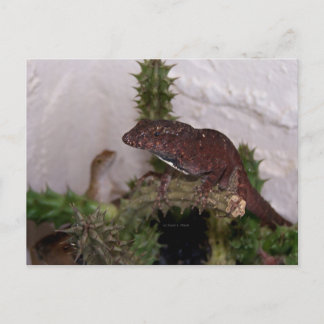 Carte Postale Lizards sur cactus contre arrière - plan jaune pâl