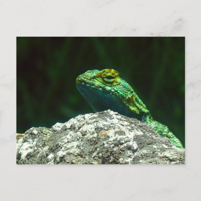 Carte Postale Lizz (Devant)