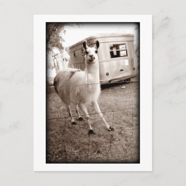 Carte Postale Llama (Devant)