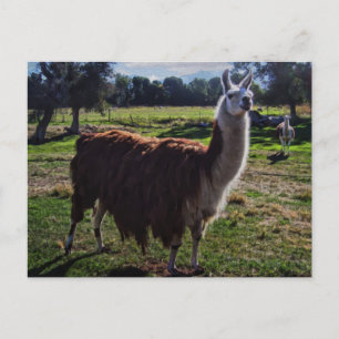 Carte Postale Llama