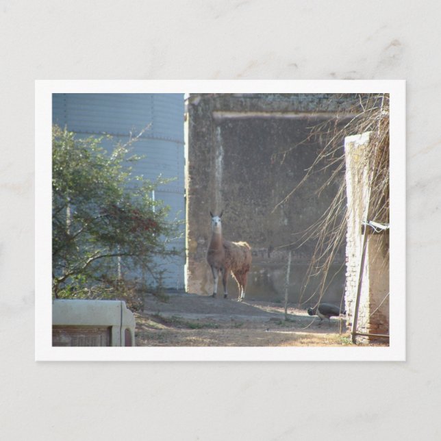 Carte Postale llama (Devant)