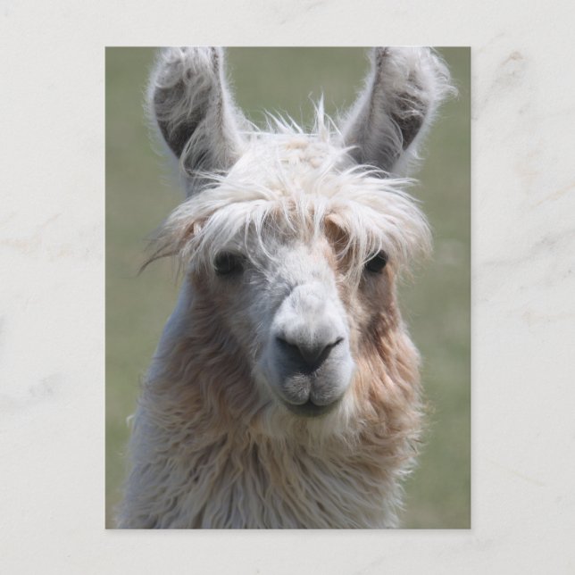 Carte Postale Llama (Devant)