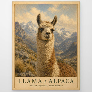 Carte Postale Llama Alpaca Andes VINTAGE