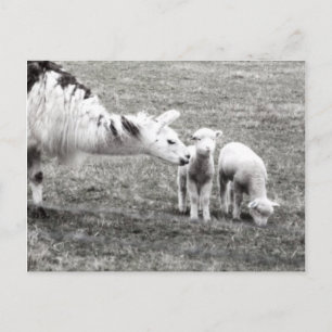Carte Postale Llama and Lambs