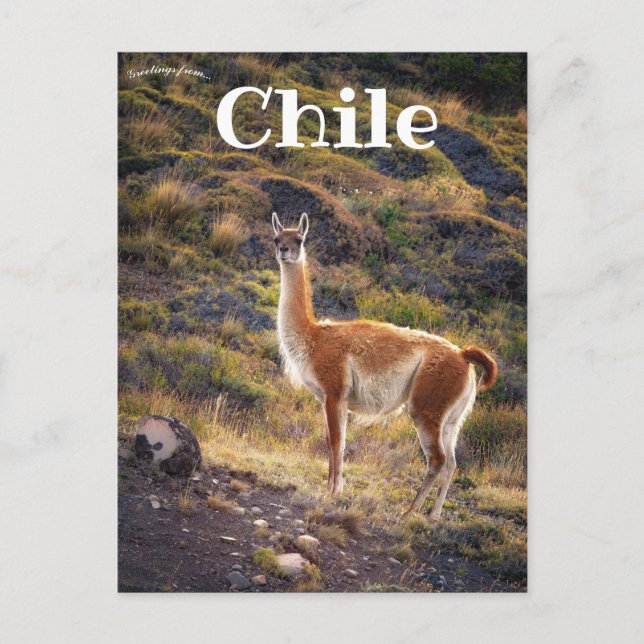 Carte Postale Llama au Chili (Devant)